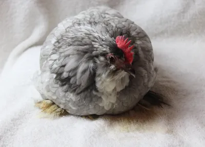 Chicken photo