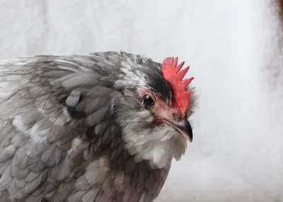 Chicken photo