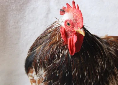 Chicken photo