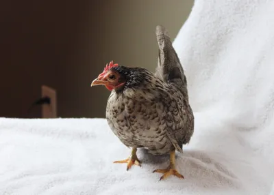 Chicken photo