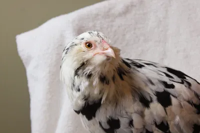Chicken photo