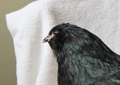 Chicken photo
