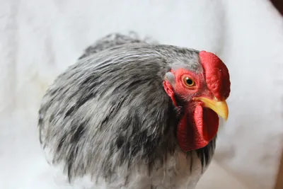 Chicken photo