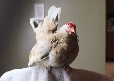 Chicken photo