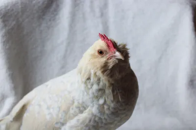 Chicken photo