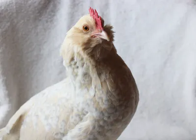 Chicken photo